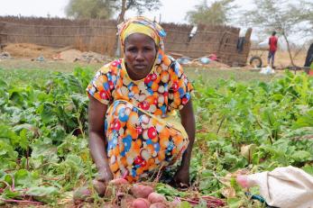 woman picking produce in a field